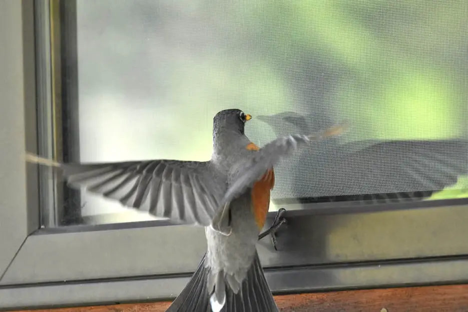 How To Stop Birds From Running Into My Window | First House Coach