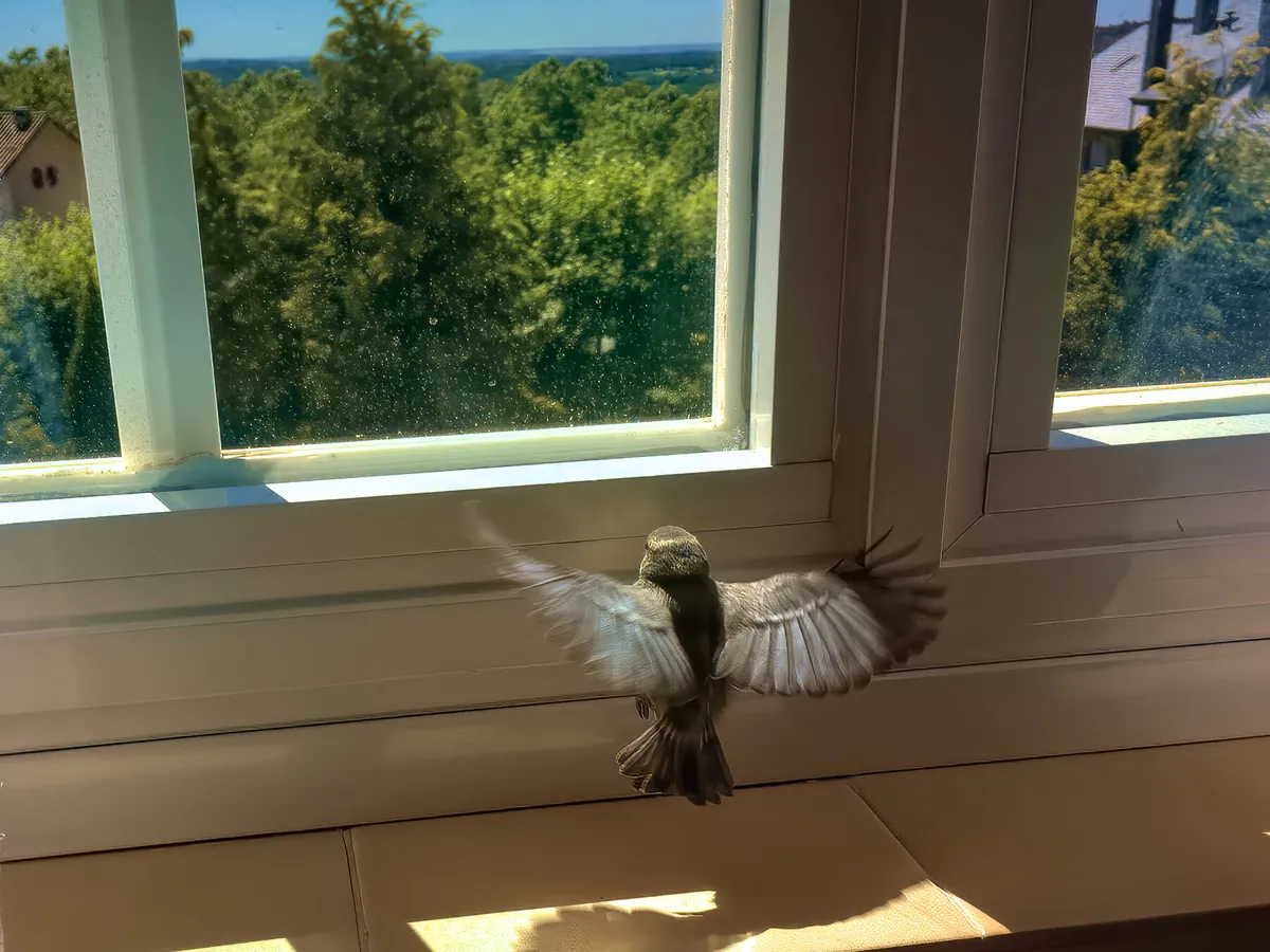 what-is-the-spiritual-meaning-of-a-bird-flying-in-your-house-first